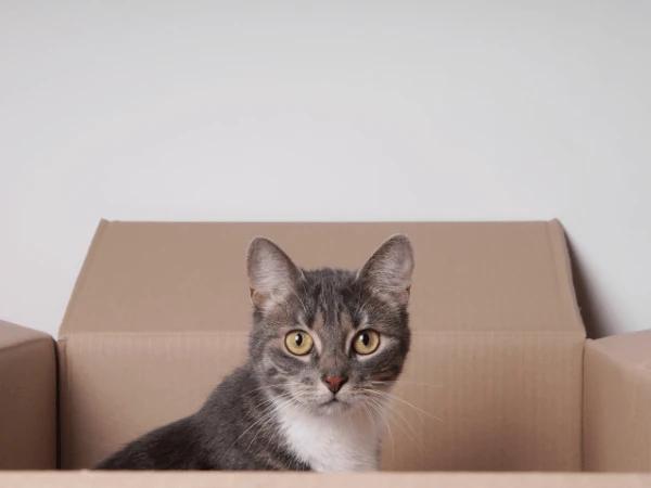 A cat hiding inside a box to represent cat anxiety during New Year