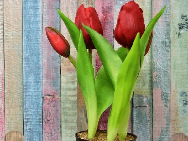 A photo of tulips, one of the toxic plants for dogs