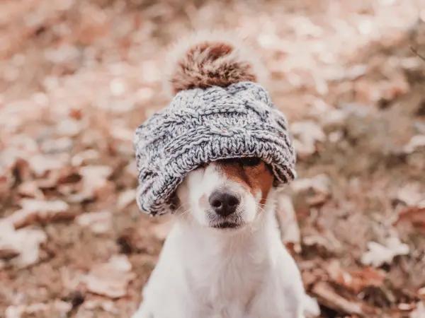 A dog wearing a beanie, representing autumn pet safety tips
