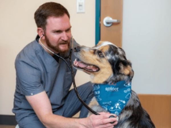 A dog brought to Sploot Veterinary Care in Denver or Chicago for a vet check-up which is recommended in cases of excessive dog shedding