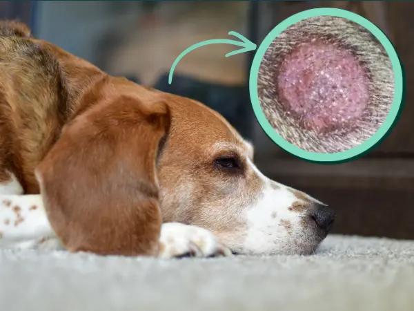 A side-view photo of a sad dog with a circular image showing a close-up of a ringworm lesion in dogs, one of the signs of ringworm in dogs during the middle stages of the condition
