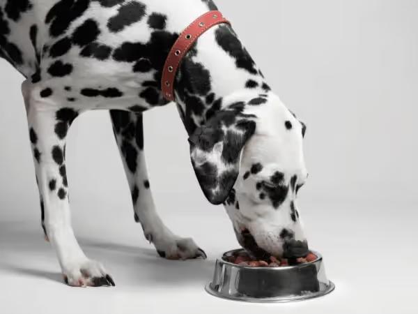 A dog eating the best dog food for sensitive stomachs