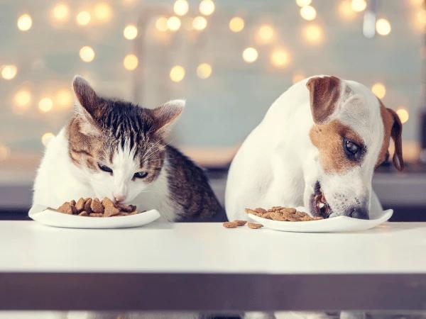 A dog and cat eating dog food and cat food from SplootRX, an online pet supply store