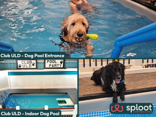 Dog swimming pool in Denver, Colorado at Club ULD, one of the best places to take your dog swimming