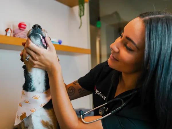 A photo of a dog getting their teeth checked after dog dental cleaning at Sploot Veterinary Care, a vet clinic in Chicago. Colorado Springs, and Denver.