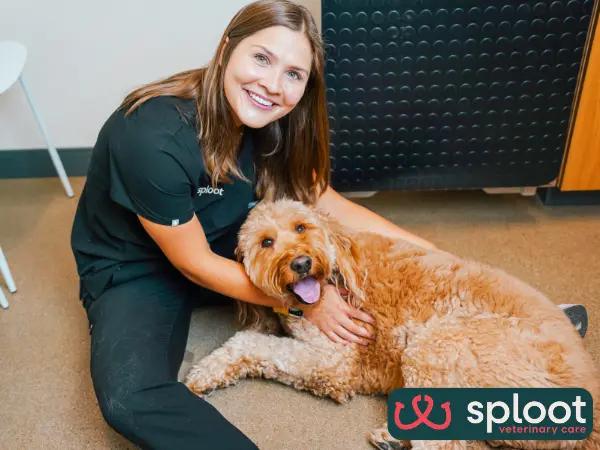 An older dog brought to Sploot Vets, a vet clinic in Colorado Springs, Denver, and Chicago, specializing in all-in-one care, including senior dog care