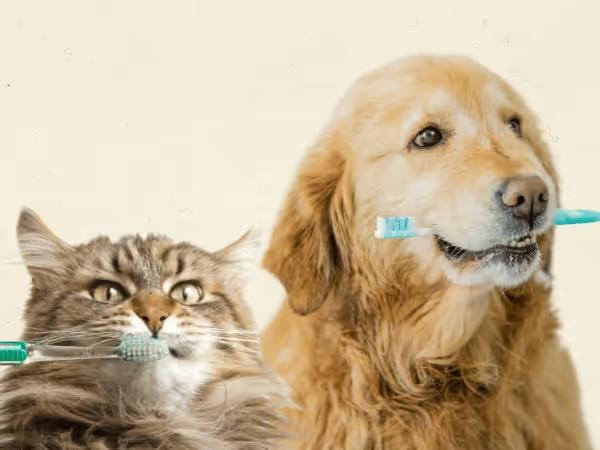 A dog and cat holding a toothbrush, representing dog dental care and cat dental care