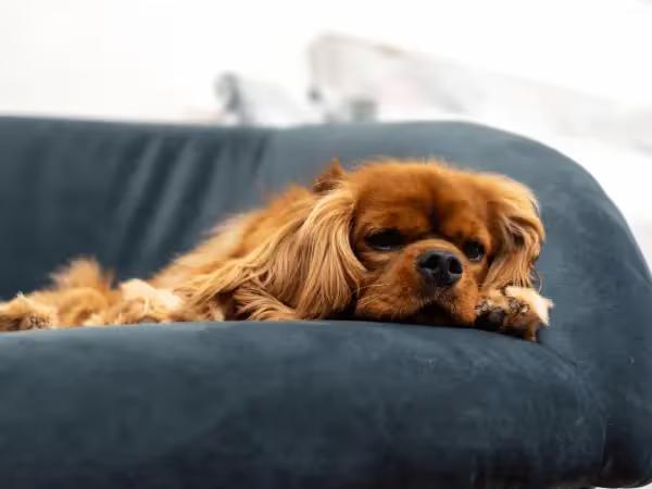 A cavalier king charles spaniel, one of the breeds that is prone to pancreatitis in dogs