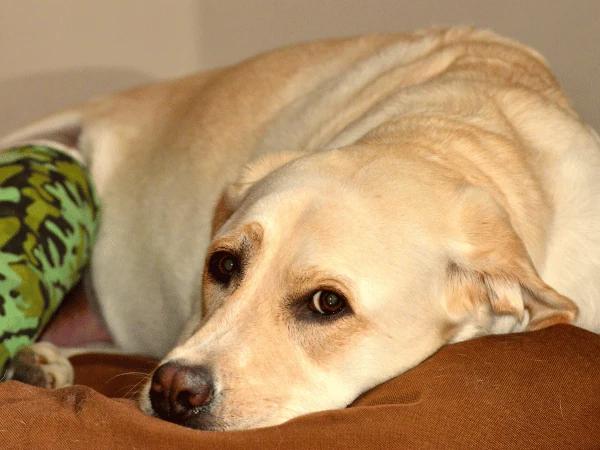 A photo of a dog laying down to represent lethargy or weakness, one of the symptoms of pancreatitis in dogs, as well as cats
