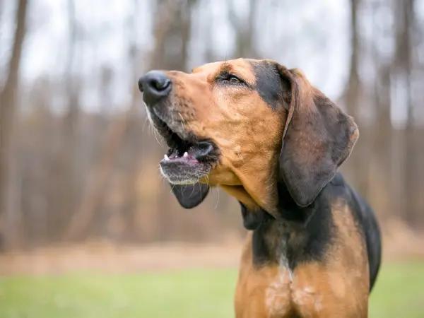 A photo of a dog vocalizing, a symptom which can indicate pain from the dog limping back leg or front leg