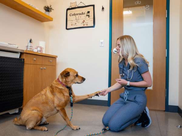 A dog brought to Sploot Vets, a vet clinic in Denver, Colorado Springs, and Chicago; representing an important precautionary measure before hiking with a dog