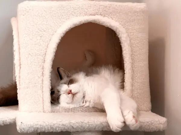 A cat staying in a pet boarding, one of the pet spring safety tips for renovations