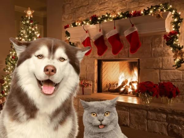 A dog and cat standing in front of a Christmas fireplace with pet friendly holiday decor