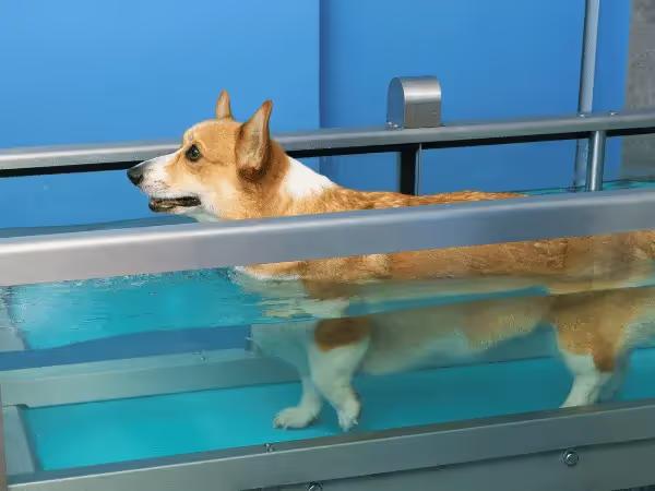 A dog undergoing water therapy for dogs, one of the types of canine physical therapy