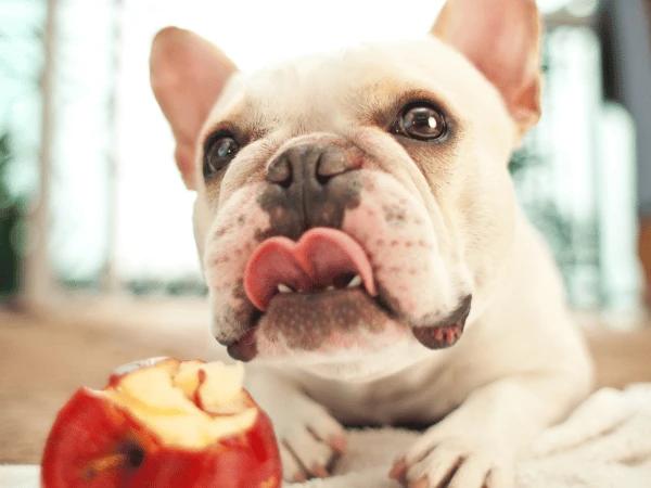 A dog eating a bit of apple, one of the safe fruits dogs can eat