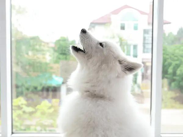 A dog howling, one of the dog pain signs to look out for