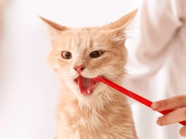 A cat getting their teeth brushed, representing good oral hygiene which helps prevent dental disease in cats