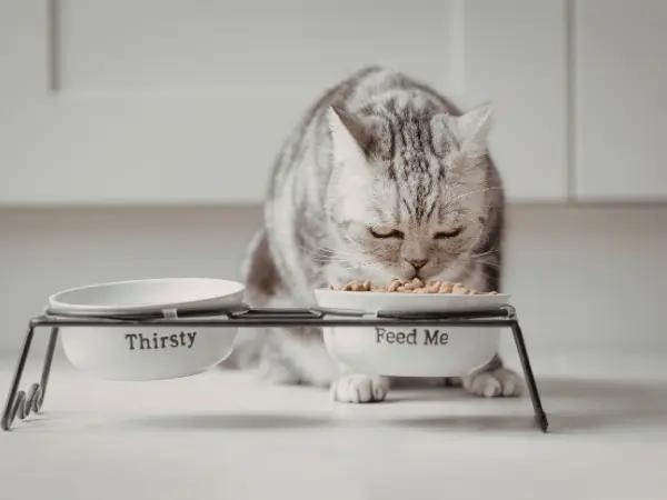 A cat with arthritis eating cat food tailored to their needs, helping alleviate feline arthritis symptoms