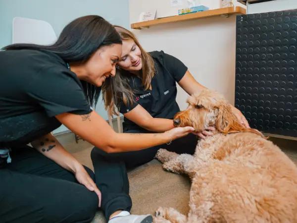 A dog brought in for a dog rash on belly to Sploot Veterinary Care, an all-in-one vet clinic in Denver, Chicago, Salt Lake City, and Colorado Springs