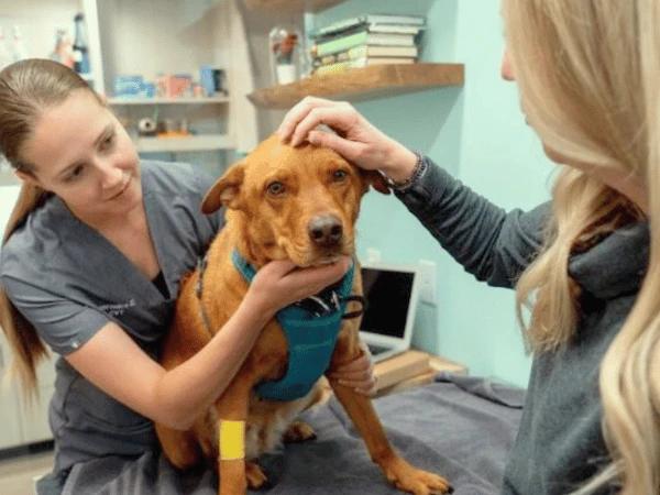 A dog getting a revaccination of DHPP and wellness exam at Sploot Veterinary Care Denver to prevent parvo in dogs