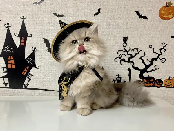 A cat wearing a pet-friendly Halloween costume, following autumn pet safety tips