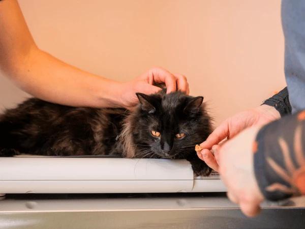 A cat getting tested at Sploot Veterinary Care Denver to rule out heartworm in cats
