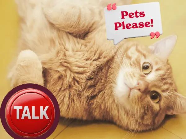 A cat saying “pet’s please!” next to a talk button representing how to teach your cat to talk with speech buttons