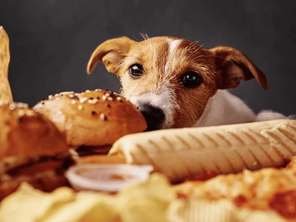 A dog looming over fatty food, which is linked to acute pancreatitis, one of the common causes of diarrhea in dogs and diarrhea in cats