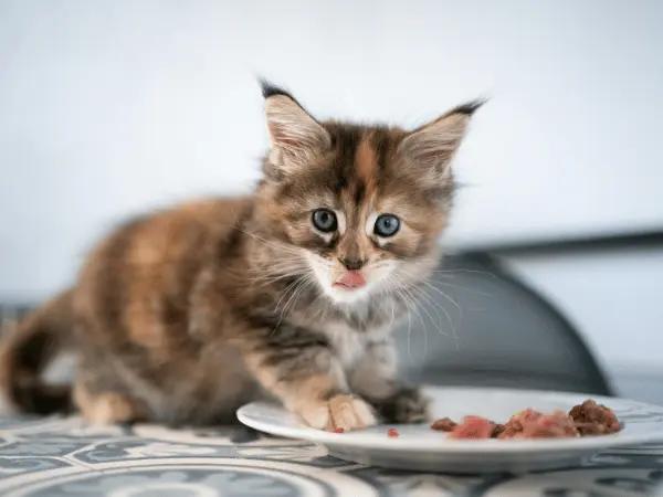 A kitten being fed the best kitten wet food for growth and development