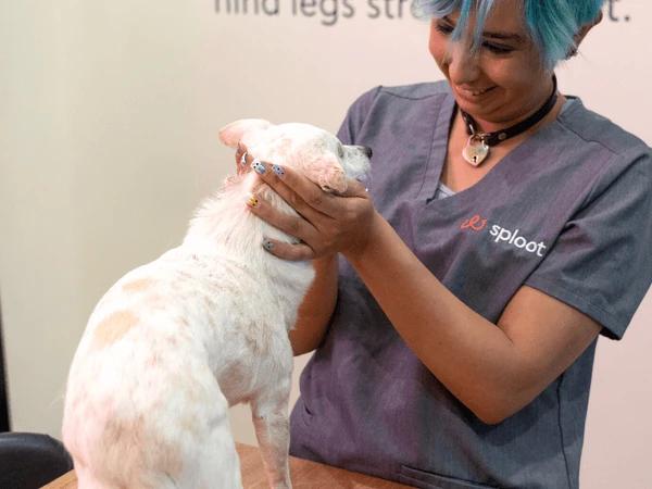 A puppy being examined at Sploot Vets, Denver before spaying - a requirement for Denver dog licensing