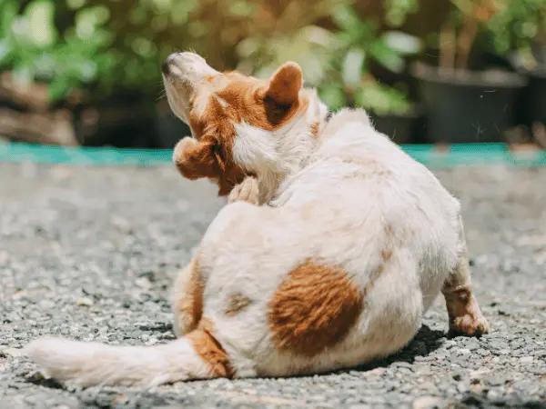 A photo of a dog scratching, representing itchiness, a common symptom of Chicken allergy in dogs, Flea allergy dermatitis in dogs, and other allergies in dogs