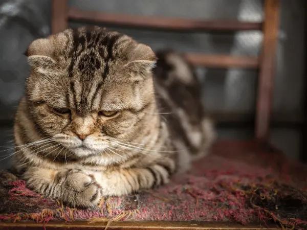 A sad cat representing UTI, a medical condition that causes a cat peeing outside litter box