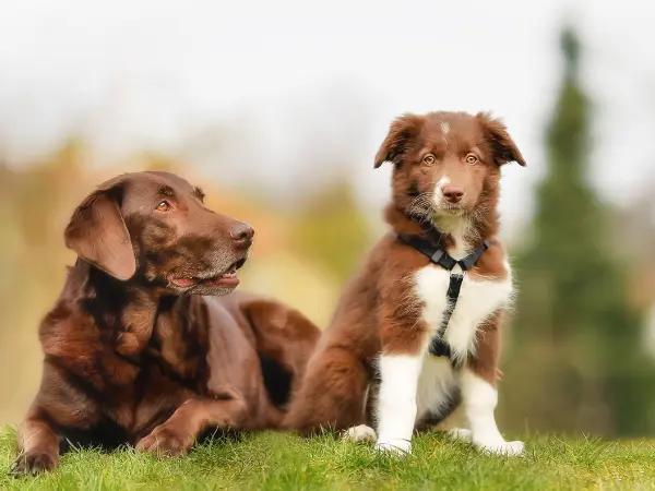 A puppy and older dog representing the harmonious interaction when pet parents follow the steps on how to socialize a puppy with other dogs