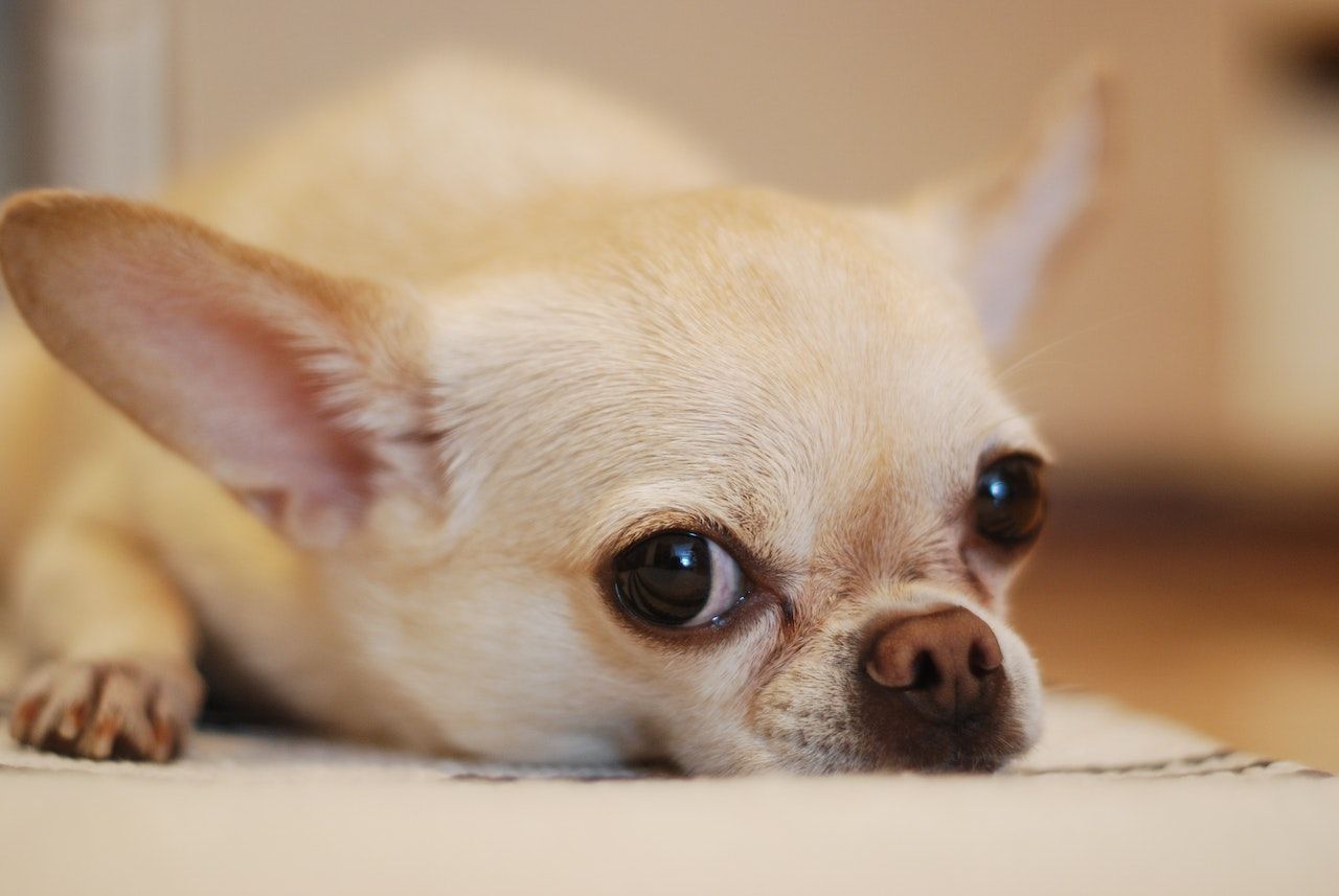 A cute white chihuahua laying on a white textile.