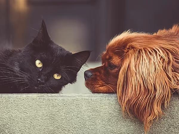A dog and cat lying down side by side to represent canine vomiting or dog vomiting and feline vomiting or cat vomiting