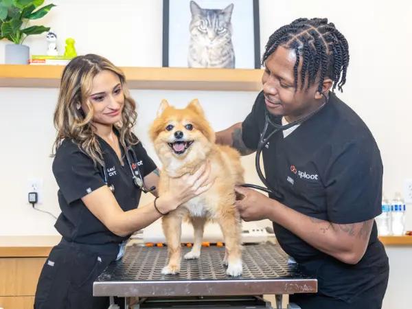 A dog’s Fear Free, same-day vet visit at Sploot Veterinary Care, one of the best dog veterinarians in Chicago, IL
