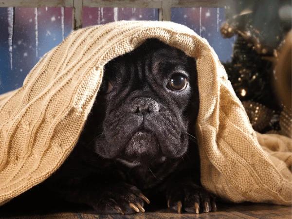 A dog hiding under a blanket to represent dog fireworks anxiety during New Year's Eve