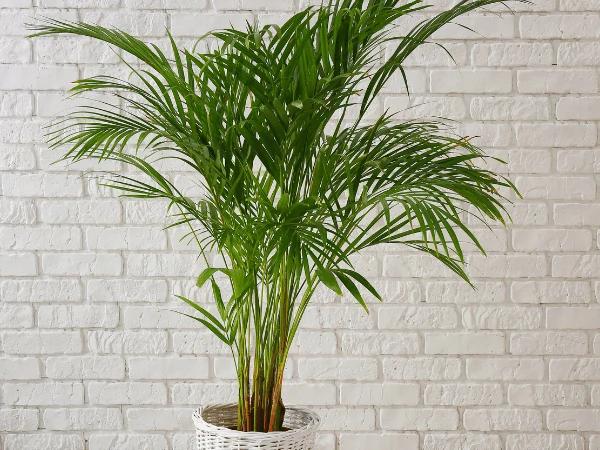 A photo of areca palm, one of the safe plants for dogs
