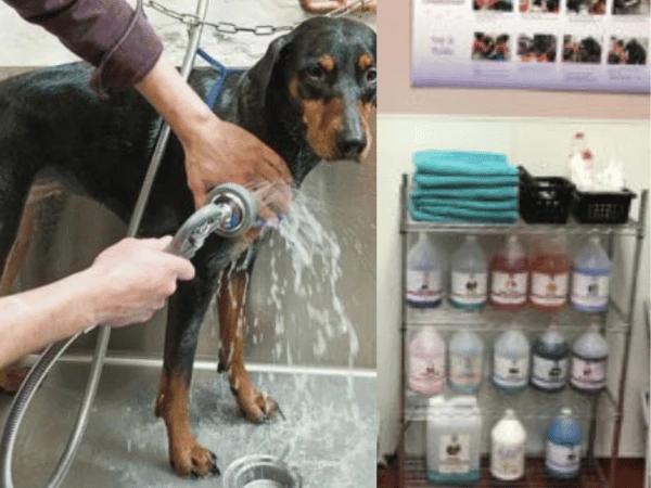 Dog getting a bath next to a drawer filled with grooming supplies.
