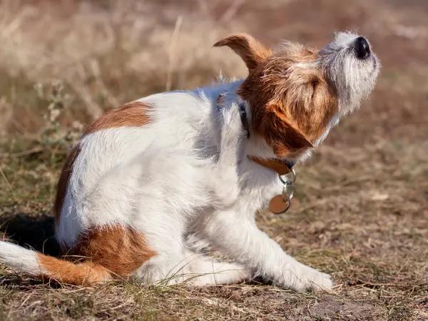 A dog scratching, representing flea allergy dermatitis, which can result in dog rash on belly or dog skin rash