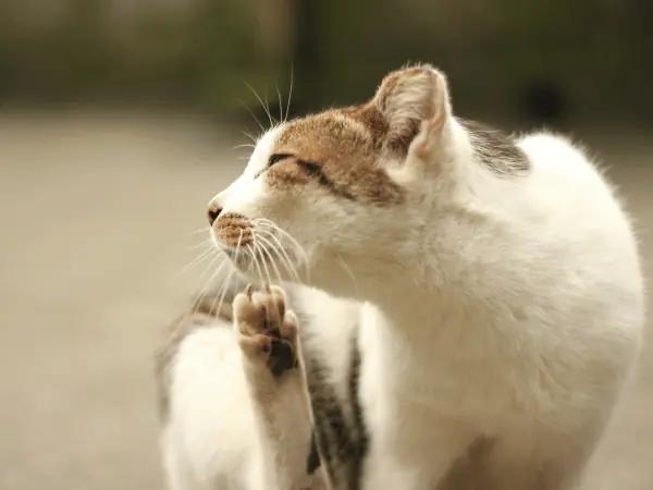 A cat with itchy skin, a symptom of allergies in cats