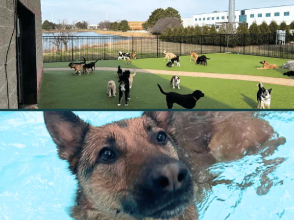 The amenities of Wag N Paddle, an establishment with a pool, outdoor dog park, and indoor dog park in Chicago