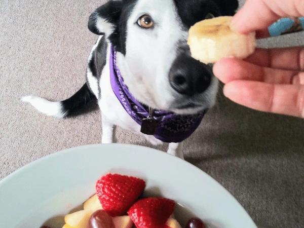 A dog looking at a banana, one of the safe food for dogs