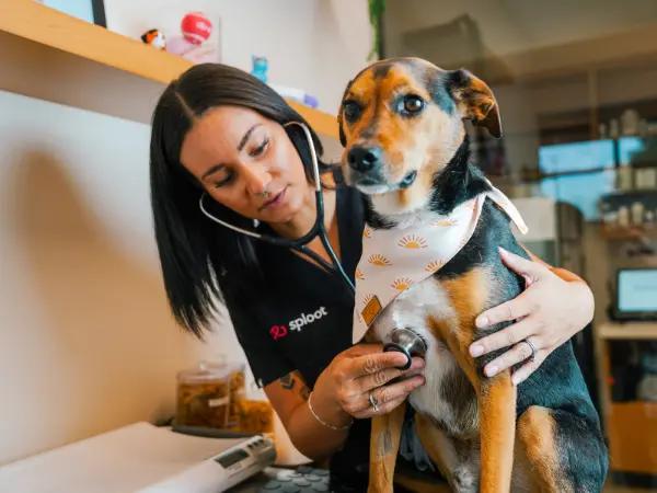 A dog brought to the vet to discuss treatment for dog scooting and possible home remedies for dog scooting