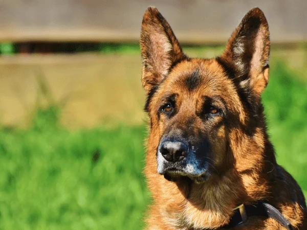 A German Shepherd guard dog at a Denver home