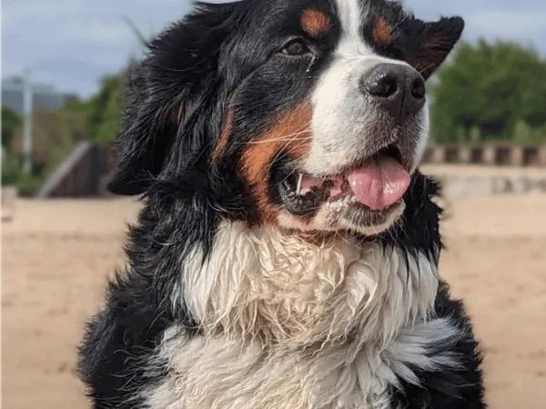 A dog enjoying Montrose dog beach, an awesome dog-friendly activity in Chicago