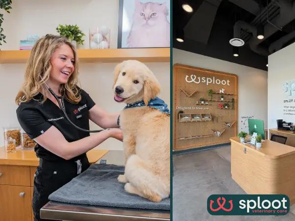 A dog brought to Sploot Veterinary Care, a full-service, Fear Free vet clinic in Salt Lake City for a wellness exam or checkup prior to swimming