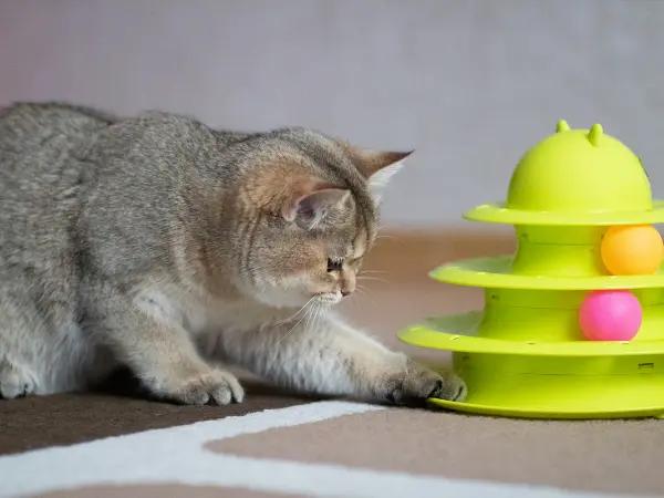 An example of a cat puzzle toy for gentle mental stimulation, recommended for full senior cat care