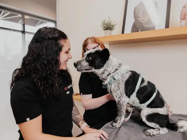 A pet parent bringing a dog to Sploot Vets, a vet clinic in Denver, Colorado Springs, and Chicago, for a behavioral consultation and to discuss anxiety meds for dogs