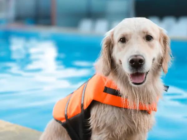 A photo of a dog sitting comfortably beside a dog swimming pool wearing a life vest, representing the dog pools available near and in Salt Lake City, Utah